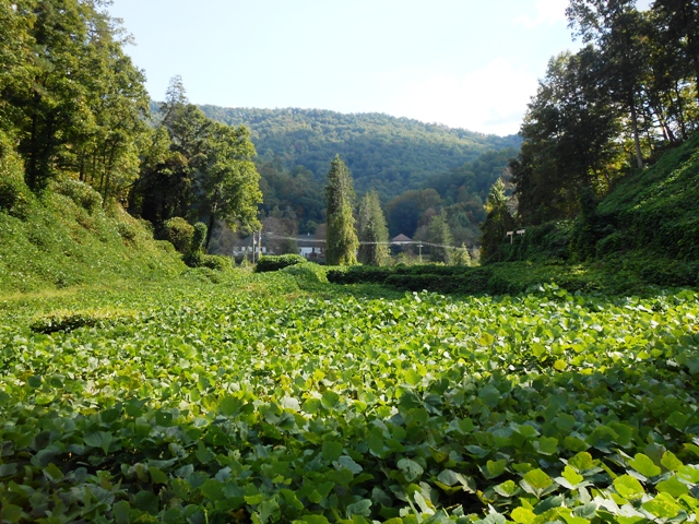 Another view of the kudzu.