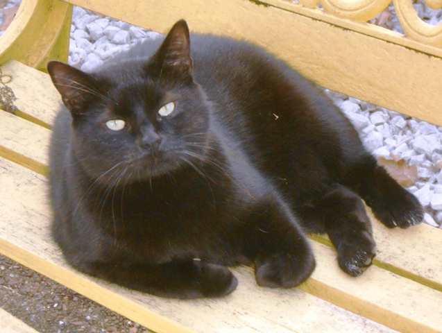 Jumba and all the fur kids are always glad when we get home.