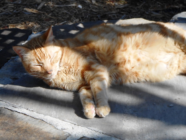 Dave is very relaxed now that we're home.