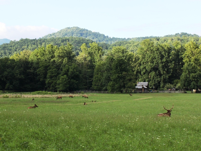 Elk grazing and lounging.