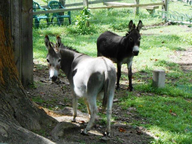 We said hello to some sweet donkeys while we were there.