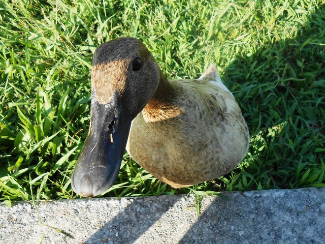 The ducks aren't shy! Such cuties. 