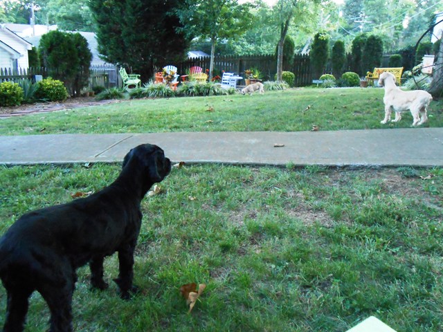 It's always good to get home to see the fur kids.