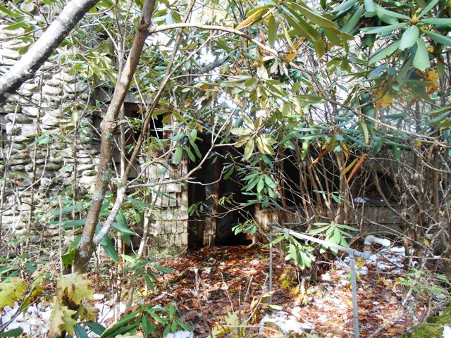 Rhododendron has grown up all around.