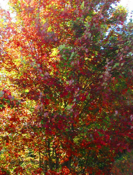 Some of the trees were giving us a good preview.