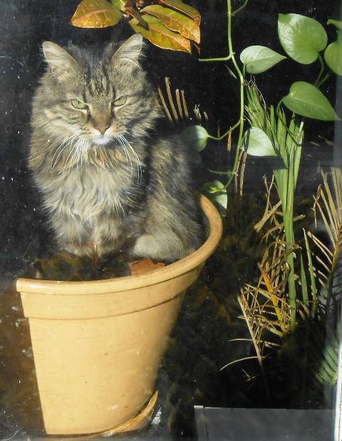 Fluffy, our garage cat, says "Have a great ride!"
