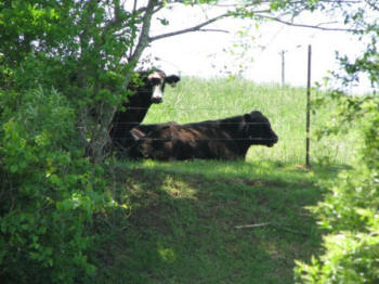 These kids are enjoying the day too.