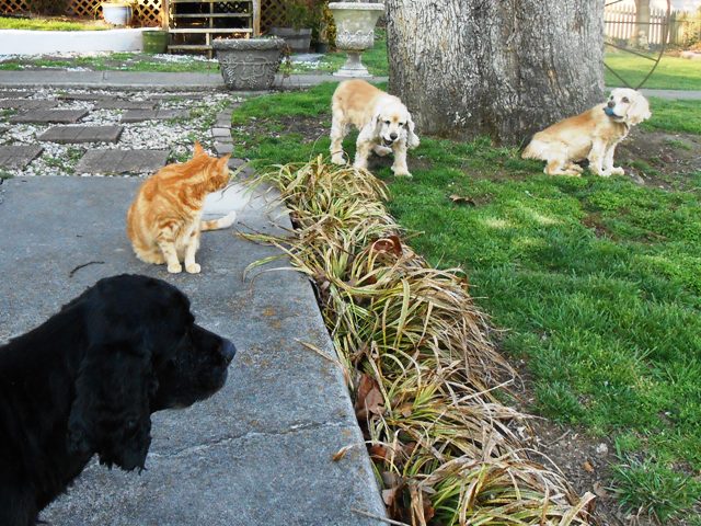 The fur kids are always glad to have us home!