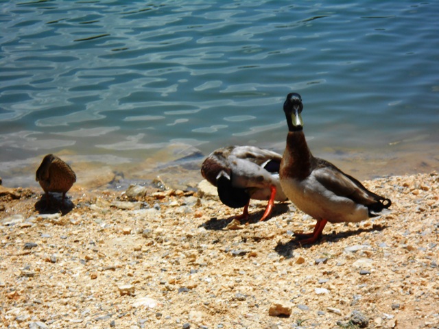 The ducks are sweet.