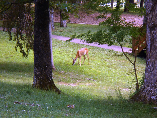 A little deer grazing close by.