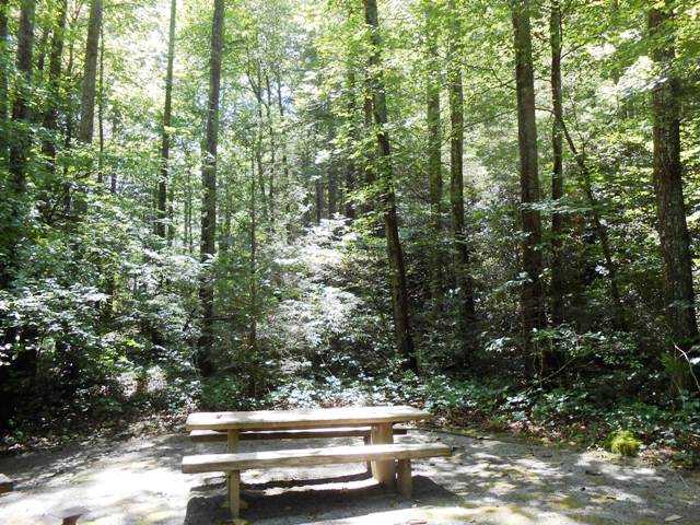 We stopped at one of the park's campsites to eat a light snack.