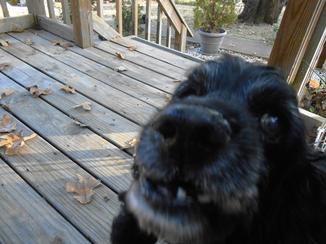 And even better to get a greeting by our dog Cindy.