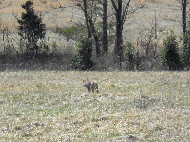 It's a fox enjoying the pasture!