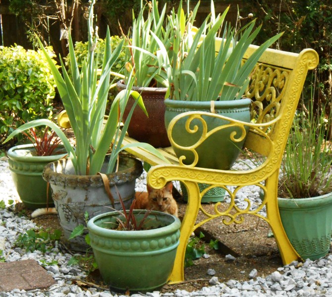 Can you see Dave? Hint: look under the bench.