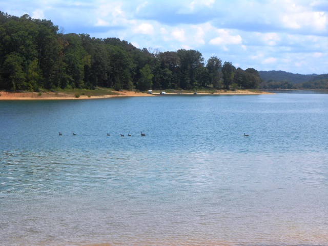 The ducks are enjoying the water.