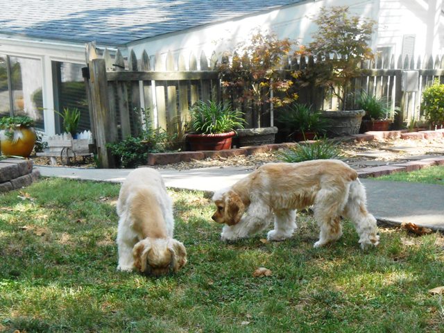 The fur babies are glad we're home.